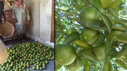 পাহাড়ী টিলার সবুজ পাতার ফাঁকে ফাঁকে ঝুলছে কমলা
