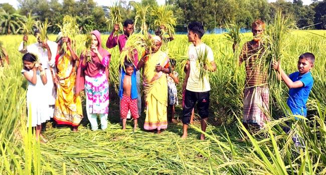 রাতের আঁধারে কাঁচা ধান কেটে নিল প্রতিপক্ষ