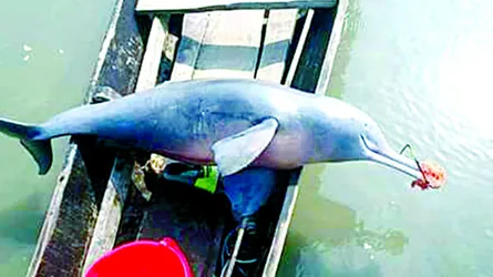 বিলুপ্তির পথে ডলফিন