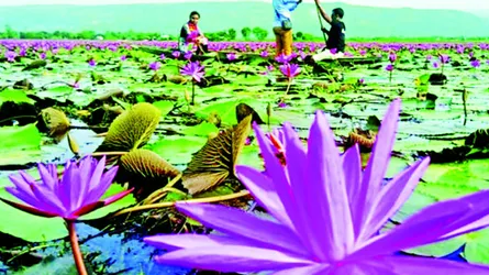 সুনামগঞ্জের বিকি বিল