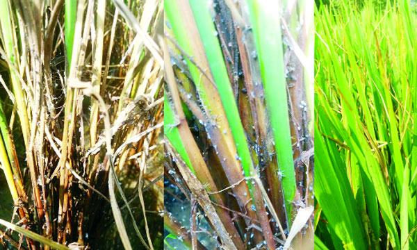 ভোলাহাটে আমন ধানে কারেন্ট পোকা : দিশেহারা কৃষক