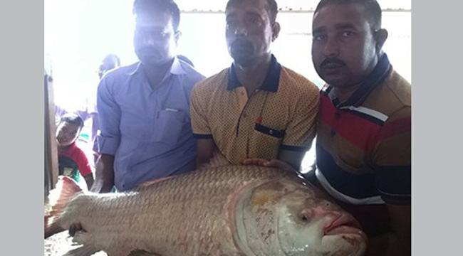 দৌলতদিয়ায় এক কাতলের দাম ৪৫ হাজার টাকা