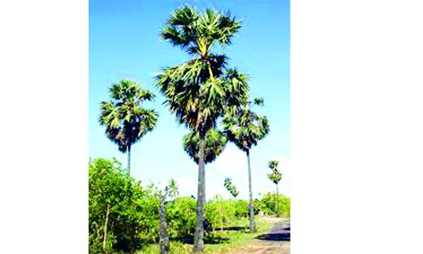 তিন তালতলা