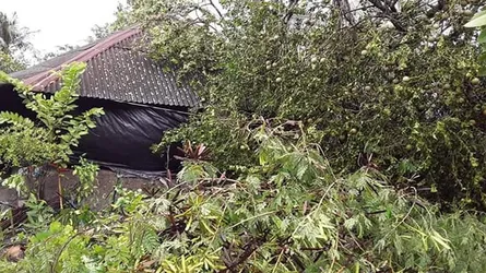 কোটালীপাড়ায় বুলবুলের তান্ডবে নিহত ১, শতাধিক ঘরবাড়ি পোল্ট্রি সেট বিধ্বস্ত