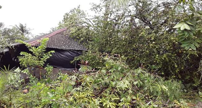 বাগেরহাটে ‘বুলবুল’র তাণ্ডবে গাছ চাপায় নিহত ২