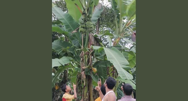 এক কলাগাছে দুই কাদি