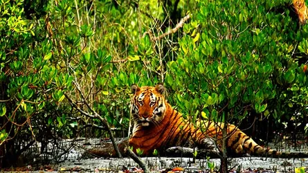 সুন্দরবনে পর্যটন সীমিত  করার সিদ্ধান্ত
