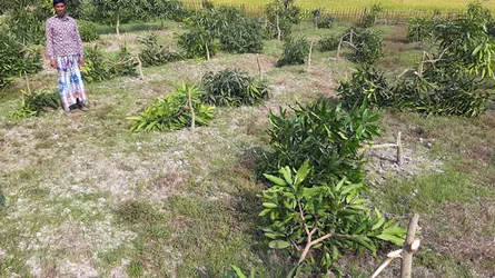 সাপাহারে ৬০ বিঘা জমির আম গাছ কেটে দিল দুর্বৃত্তরা