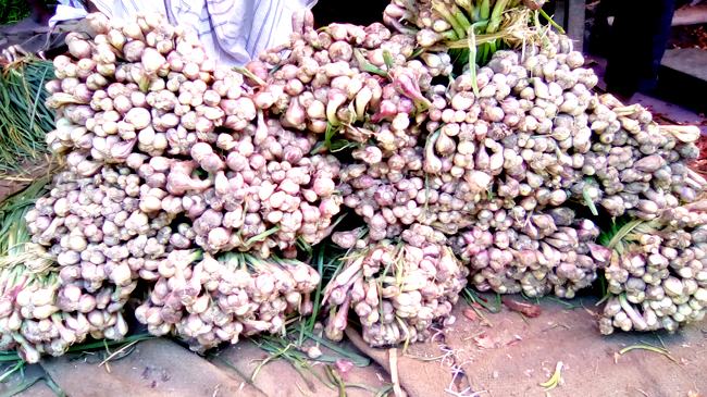 অবিশ্বাস্য কম মূল্যে বাজারে নতুন পেঁয়াজ!