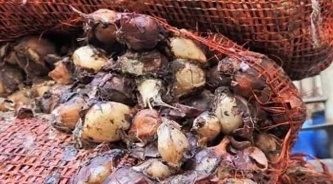 বস্তা বস্তা পচা পেঁয়াজ ফেলা হচ্ছে কর্ণফুলীতে