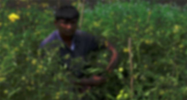 নটআউট পেঁয়াজ : চুরির শঙ্কায় রাতে ক্ষেত পাহারায় কৃষকরা
