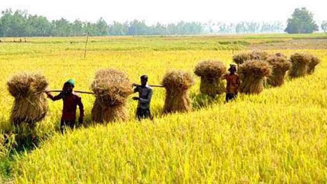 আজ নবান্ন : গ্রামগুলোতে চলছে উৎসবের আমেজ