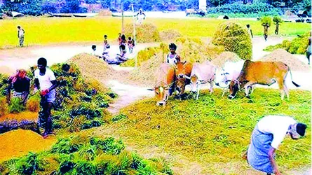 বাঙালির নবান্ন উৎসব