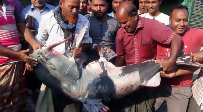 বগুড়ার শেরপুরে ৬৫ কেজি ওজনের বাঘা আইড়