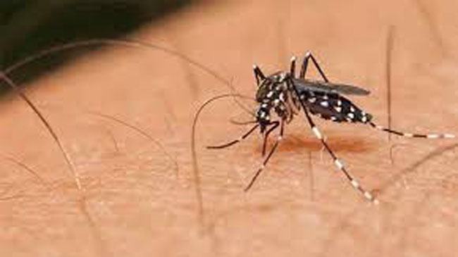 মশার বিস্তার রোধে তৎপরতা বৃদ্ধির  নির্দেশনা সংসদীয় কমিটির