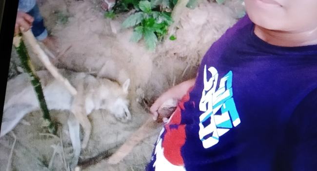 পাগলা শিয়ালের উৎপাতে অতিষ্ঠ গ্রাসবাসী
