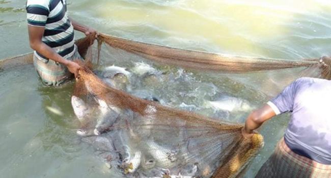 মাঝরাতে প্রবাসীর পুকুরের অর্ধলাখ টাকার মাছ উধাও
