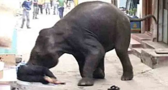 বন্য হাতির তাণ্ডবে আতঙ্ক, পিষে মারল ৩ জনকে