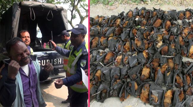নাটোরে ৩০৭টি মরা বাদুরসহ আটক ব্যক্তিকে কারাদণ্ড