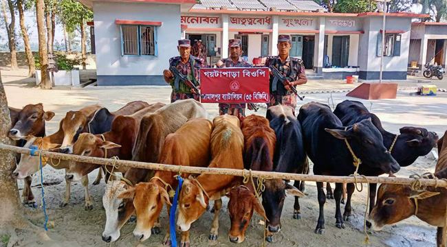 রৌমারী সীমান্তে ২ মাসে অর্ধকোটি টাকার গরু আটক