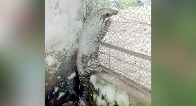 বিলুপ্ত প্রজাতির বনরুই উদ্ধার