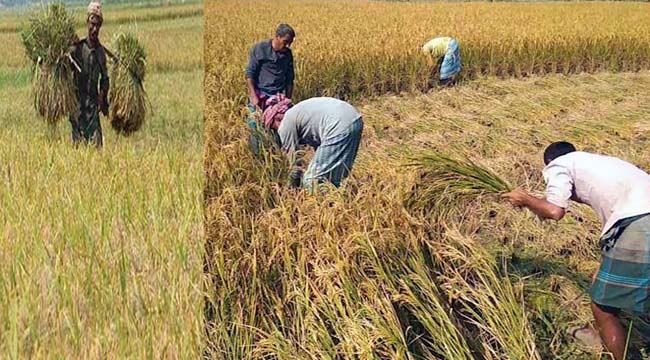 শিবগঞ্জে আমনের বাম্পার ফলন : ন্যায্য দাম নিয়ে শঙ্কায় কৃষকরা