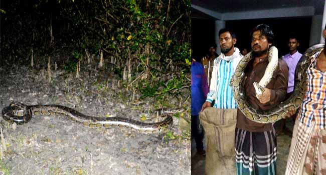 লোকালয়ে ২৫ কেজি ওজনের অজগর