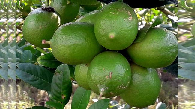 জনপ্রিয় হচ্ছে বিচিহীন লেবু চাষ