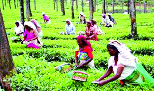 নারী চা-শ্রমিকের চালচিত্র