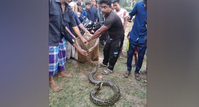 টাঙ্গাইলে অজগর সাপ ধরলেন এলাকাবাসী