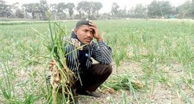 জমি থেকে পেঁয়াজ চুরির আশঙ্কায় রাতে পাহারা