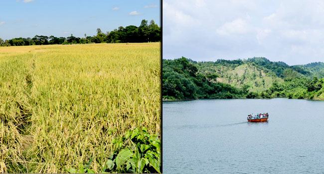 কৃষকের ভাগ্য বদলে দিয়েছে মিরসরাইয়ের মহামায়া