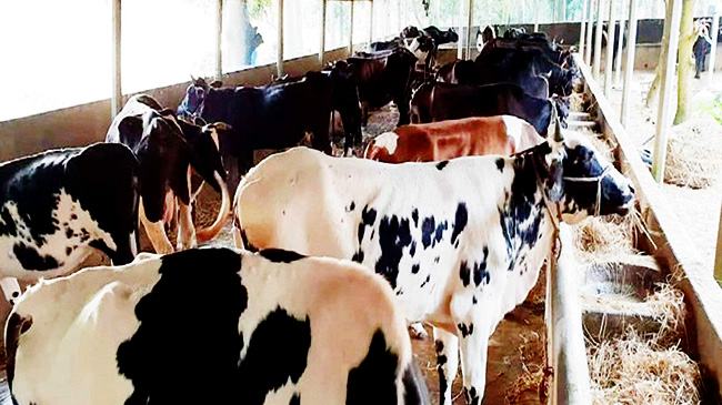 আমির হামজার দেখানো পথে পলাশের গরুর খামারে আলো