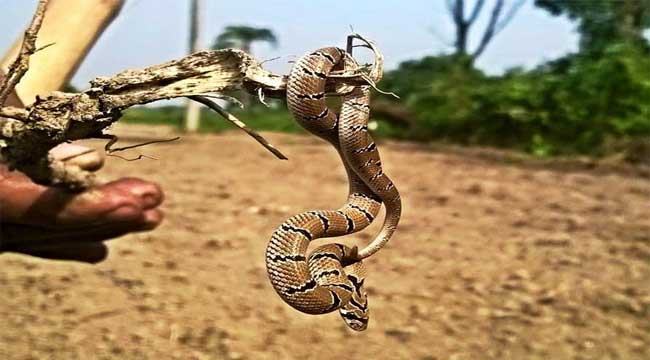 নির্বিষ কুকরির দেখা মিলল চুয়াডাঙ্গায়