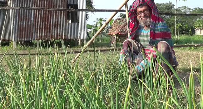 রাতের আঁধারে জমি থেকে পেয়াজ চুরি, আতঙ্কে পাহারায় হাজারো চাষী