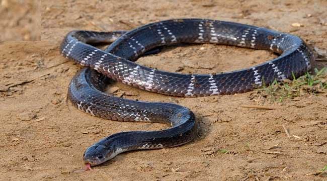 সাপের দংশনে সাপুড়েও ছুটে যান ঢাকা মেডিক্যালে