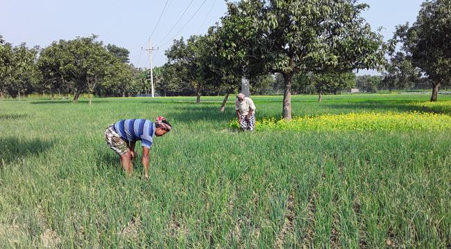 খেত থেকে চুরি হচ্ছে পেঁয়াজ, রাত জেগে পাহারা