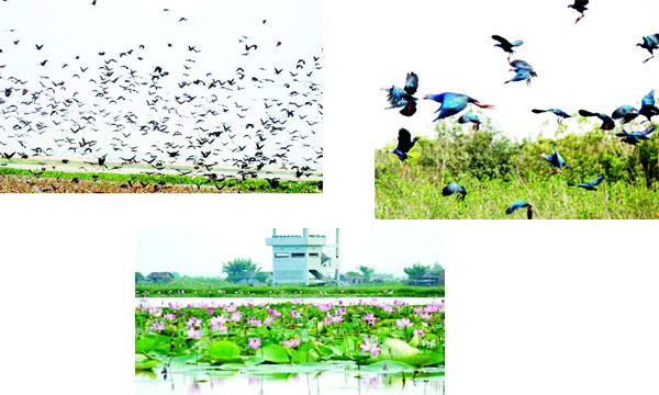বাইক্কা বিলে পাখিদের মেলা