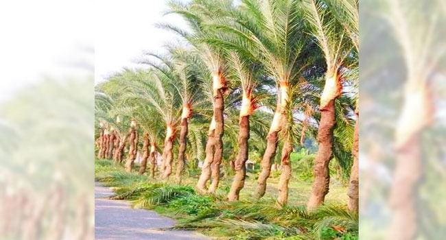 আসছে শীত, খেজুর গাছ পরিচর্যায় ব্যস্ত গাছিরা