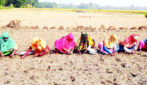 বড়াইগ্রামে বিনা চাষে রসুন রোপণে ব্যস্ত কৃষকরা