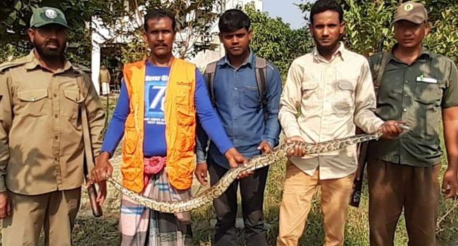 ধান কাটতে গিয়ে দেখা মিলল অজগরের