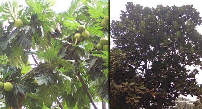 দি‌নে দি‌নে বাড়‌ছে দুর্লভ রু‌টি ফল গাছ