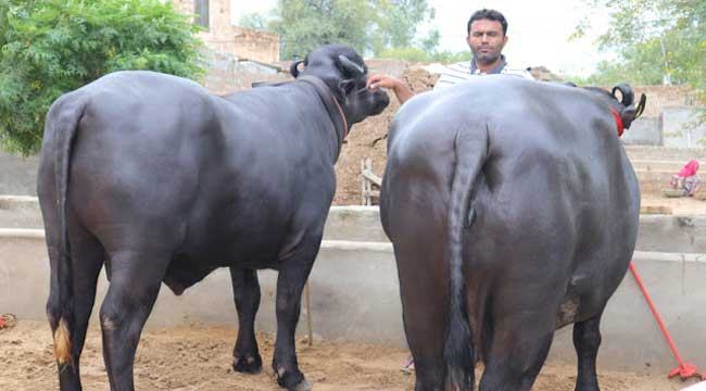 মহিষের বিশ্বরেকর্ড!
