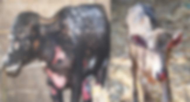 শত্রুতা ব্যক্তিগত : দুর্বৃত্তের দেয়া আগুনে ঝলসে গেল ৬টি মহিষ