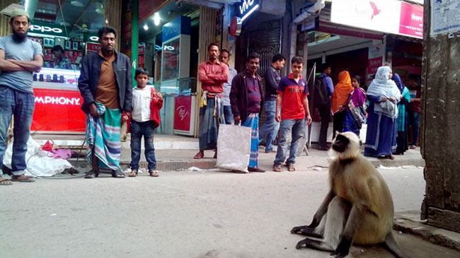 খাবারের খোঁজে বন্যপ্রাণি লোকালয়ে