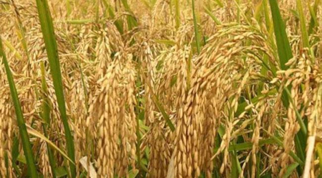 প্রতি মণ ধানে লোকসান ৫০০ টাকা