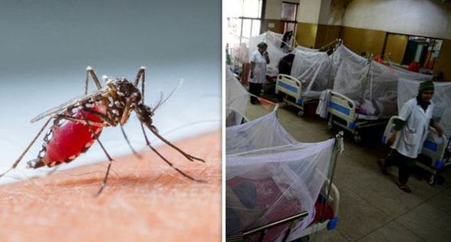 ডিসেম্বরেও ডেঙ্গু রোগী : এক দিনে হাসপাতালে ভর্তি ৪২ জন