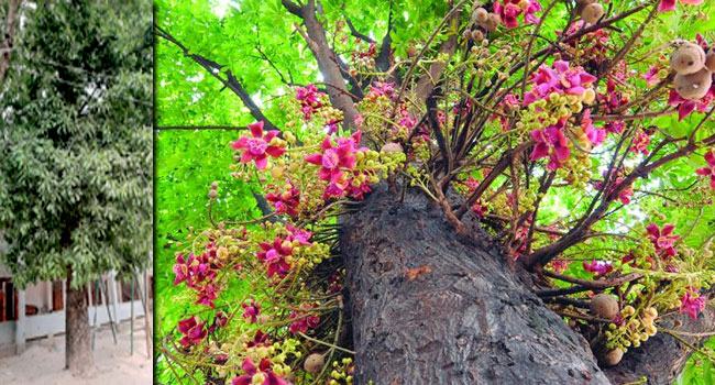 শাহরাস্তিতে বিলুপ্তপ্রায় উদ্ভিদ ‘নাগলিঙ্গম’ শনাক্ত