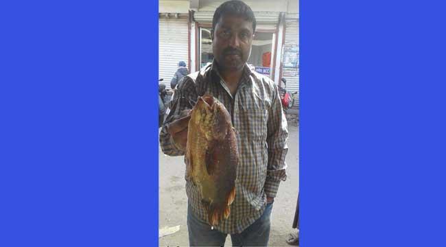 ধরা পড়ল এক কেজির দেশী কৈ