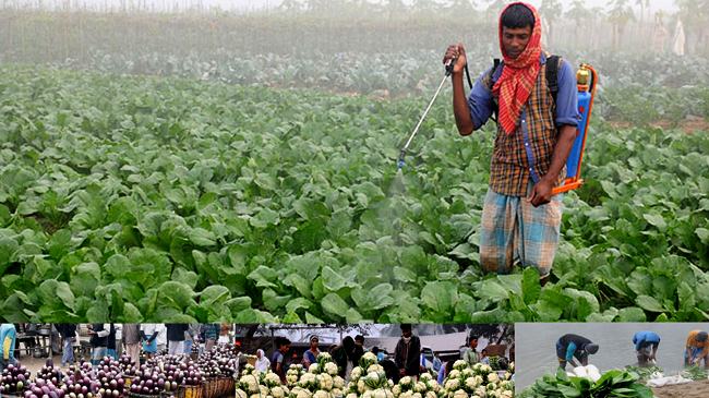 কৃত্রিম হরমোন প্রয়োগ করে শাক-সবজি উৎপাদন, হুমকিতে জনস্বাস্থ্য